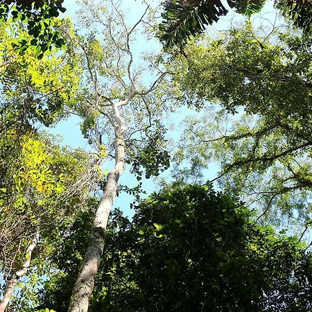 Misahualli Amazon Lodge Tena Ngoại thất bức ảnh