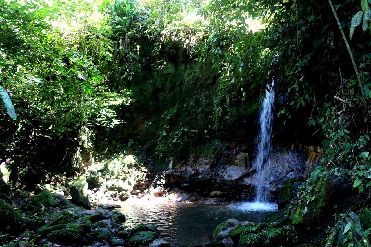 Misahualli Amazon Lodge Tena Ngoại thất bức ảnh