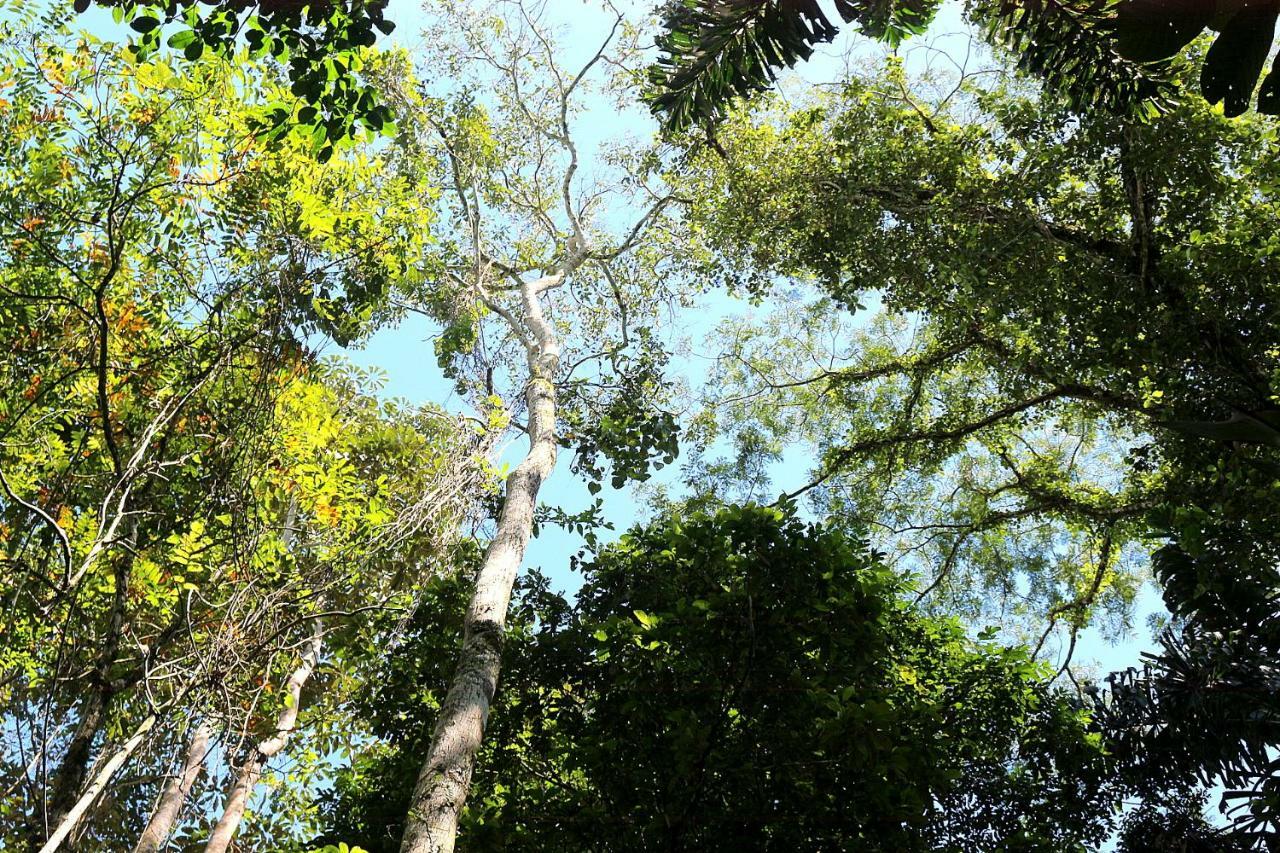 Misahualli Amazon Lodge Tena Ngoại thất bức ảnh